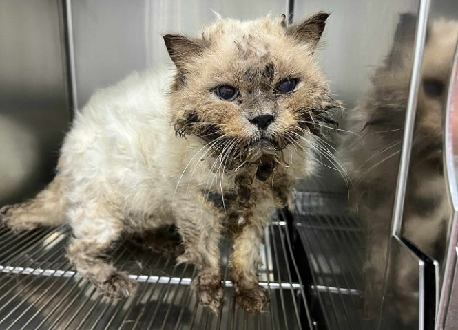 台灣愛貓協會,醫療讚助,阿飛