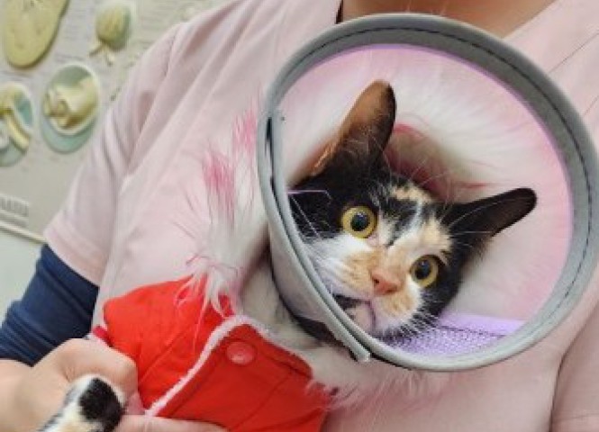 台灣愛貓協會,醫療讚助,野花嬌