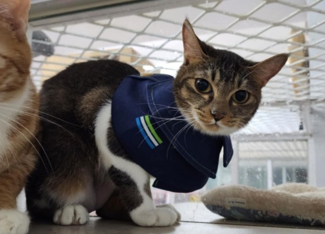 台灣愛貓協會,幫助撫養,左手香